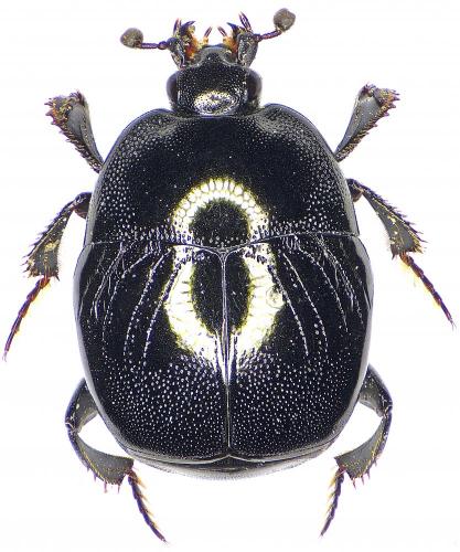 Réf. 203 214 : Saprinus semistriatus